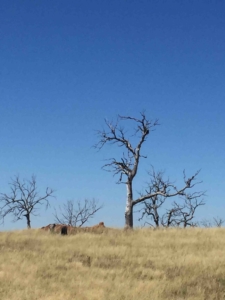 Dying trees in drought riddled Australia