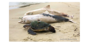 Dead dolphins and sea turtles