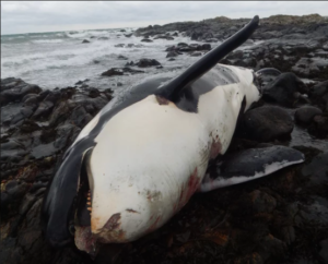 Dead orca due to pollution