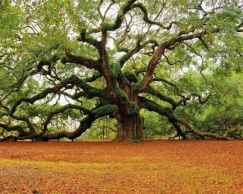 The ancient oak
