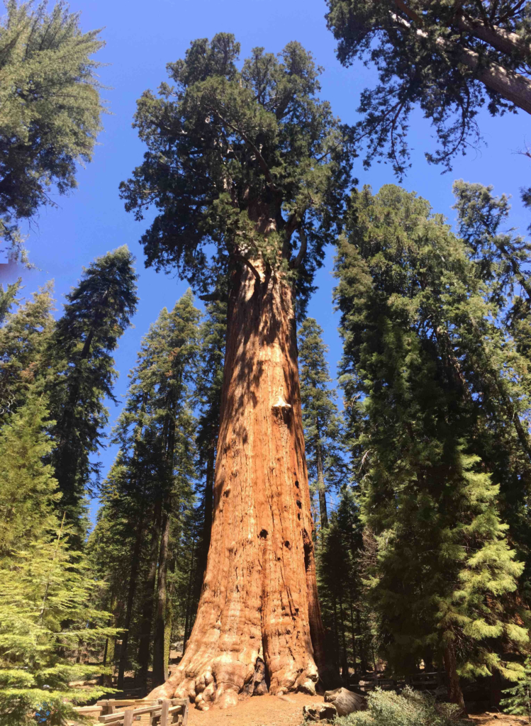 Nature’s Wellness Science: Big Trees - Slanted Media