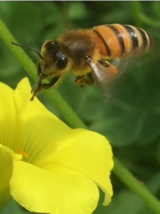 Forager Honeybee