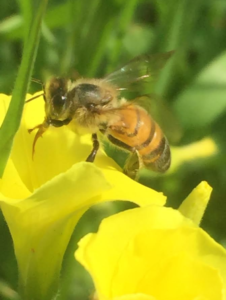 Honeybee Taste Receptors