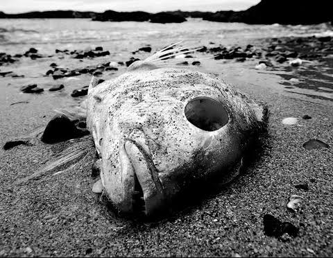 Dead Fish - Photo credit: Warren Carlton