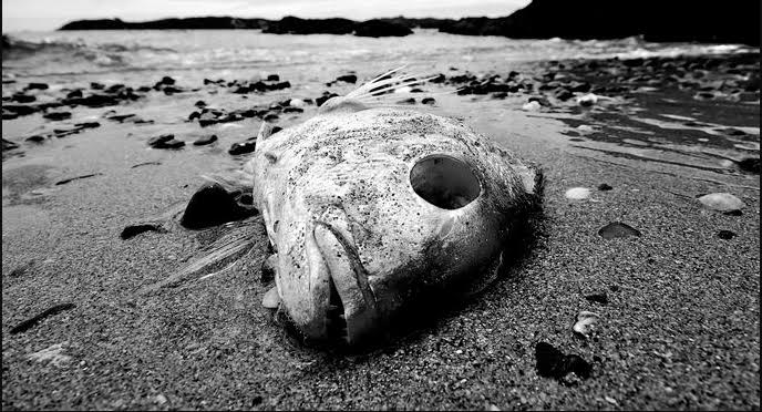 Dead Fish - Photo credit: Warren Carlton