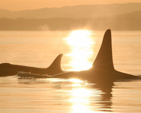 Orcas at sunrise
