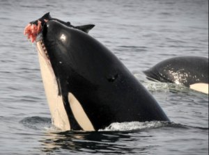 Orca eating a large chinook