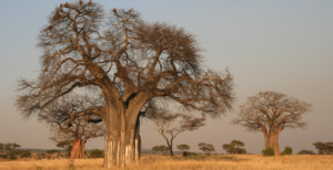 Silk Road to Hell - Climate wiping out baobabs