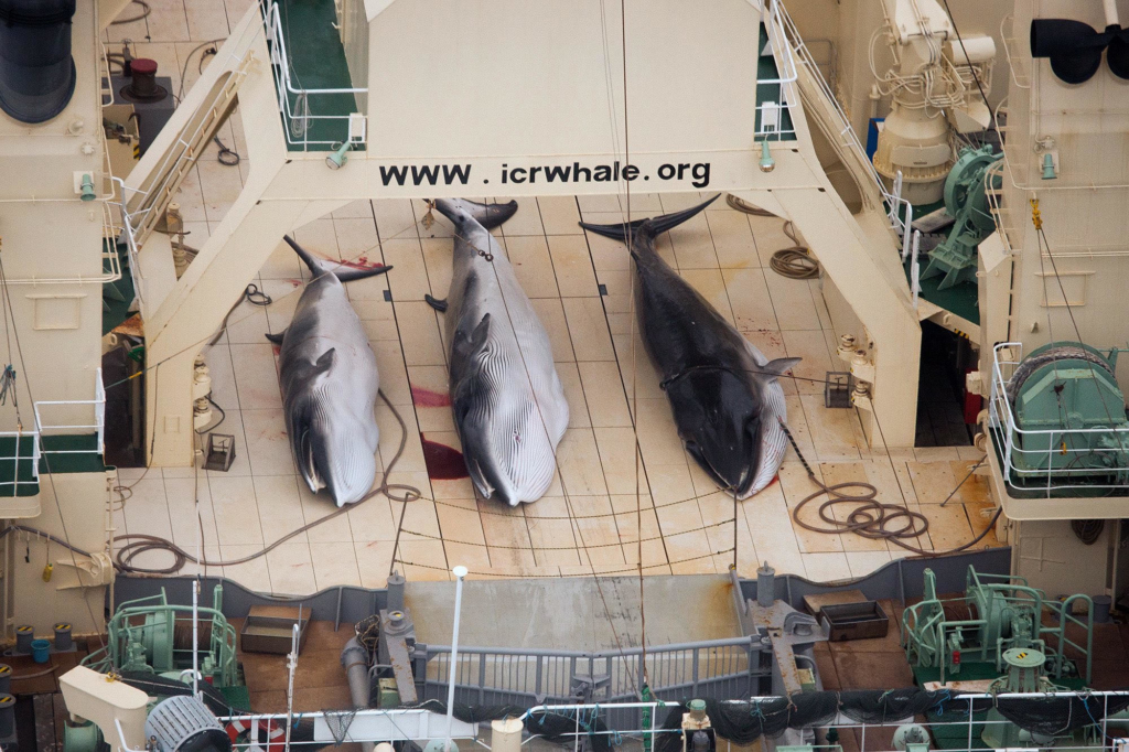 Poached Minkes on Japanese ship inside Southeron Ocean Whale Sanctuary