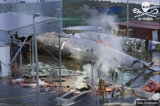 Blue Whale slaughtered - Iceland Whaling