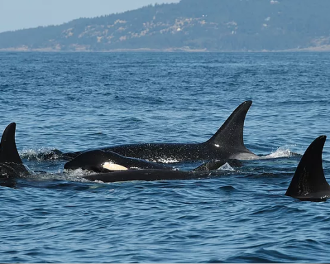 Salish Sea Orcas
