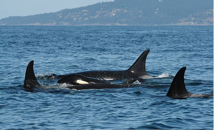 Salish Sea Orcas