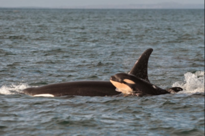 Salish Sea Orcas - Scarlet