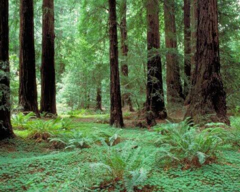 Nature Poem - Reese Halter - Green Forest