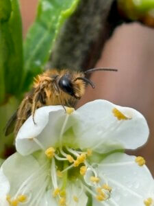 Dead Bees