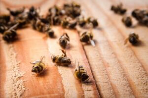 Dead Bees