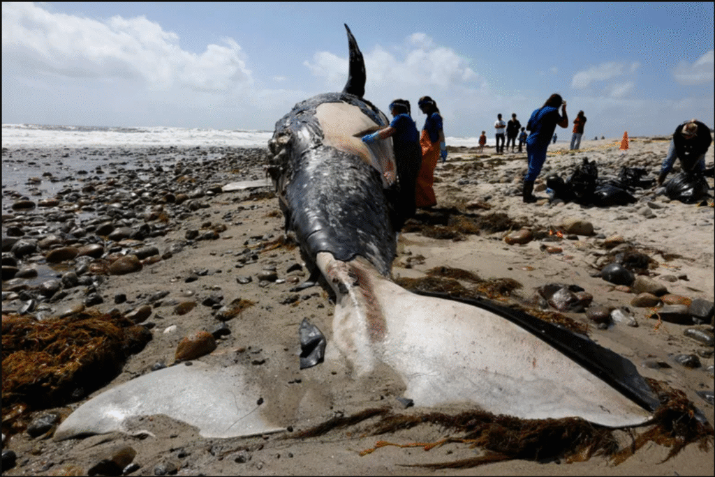 In April, 2025, another dead Gray washed ashore along Washington. Photo credit: Seattle Times