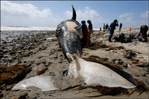 In April, 2025, another dead Gray washed ashore along Washington. Photo credit: Seattle Times