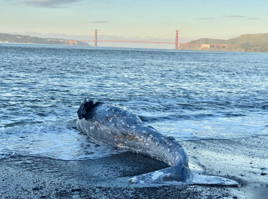 A lifeless Eastern Pacific Gray Whale along the San Francisco Bay shoreline. Photo credit: KQED.org